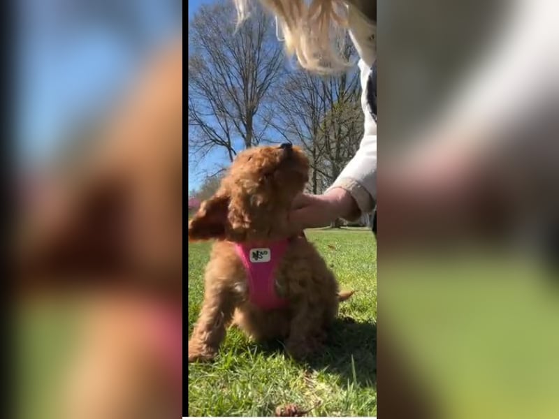 Wunderschöne Zwergpudelwelpen in Rot und Black & Tan