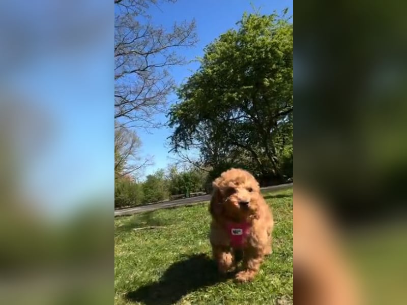 Wunderschöne Zwergpudelwelpen in Rot und Black & Tan