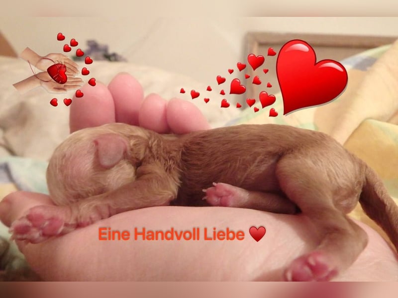 Wunderschöne Zwergpudelwelpen in Rot und Black & Tan