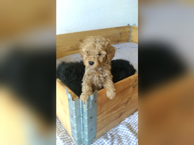 Reserviert - Zwergpudel x Yorkshire Terrier Mix Welpen
