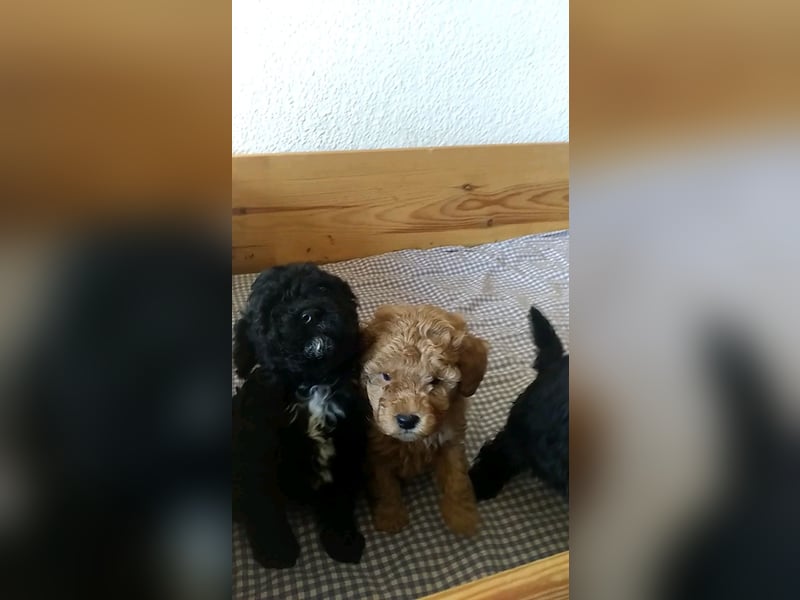 Reserviert - Zwergpudel x Yorkshire Terrier Mix Welpen