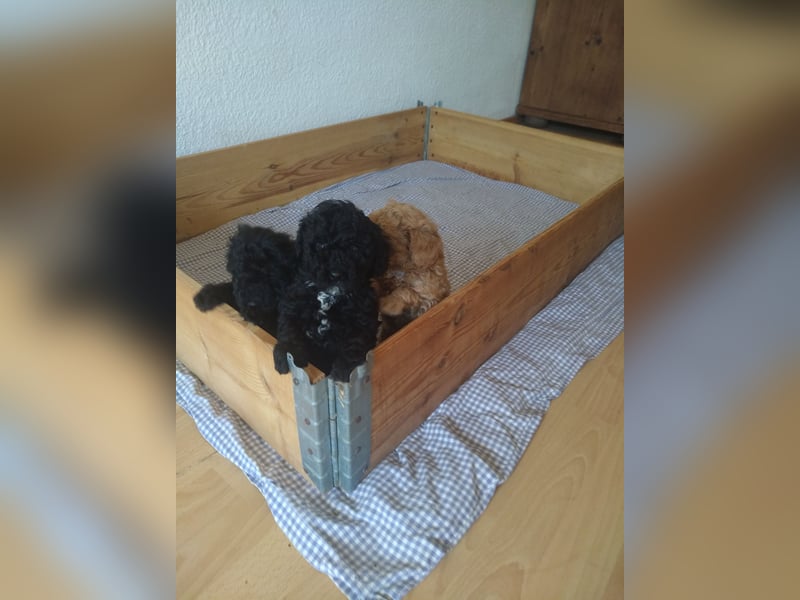 Reserviert - Zwergpudel x Yorkshire Terrier Mix Welpen