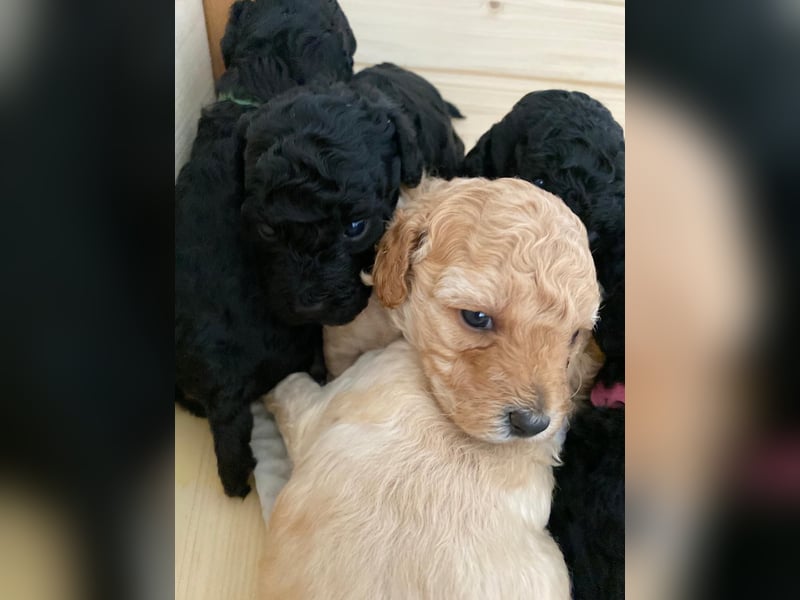 Zwergpudel Welpen Pudel