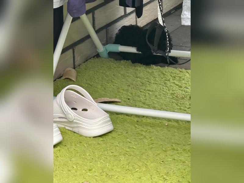 - „Wunderschöne Toypudel-Welpen mit asiatischer Linie suchen liebevolles Zuhause!“