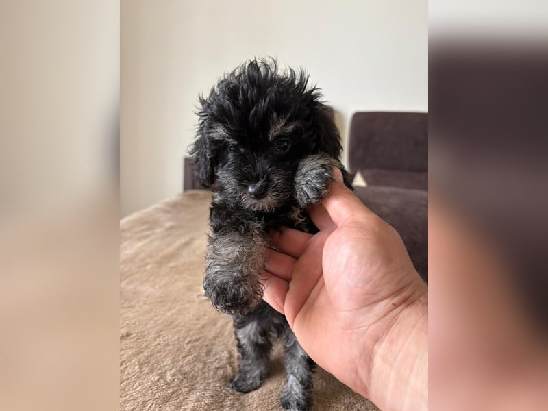 Maltipoo Mini-Welpen