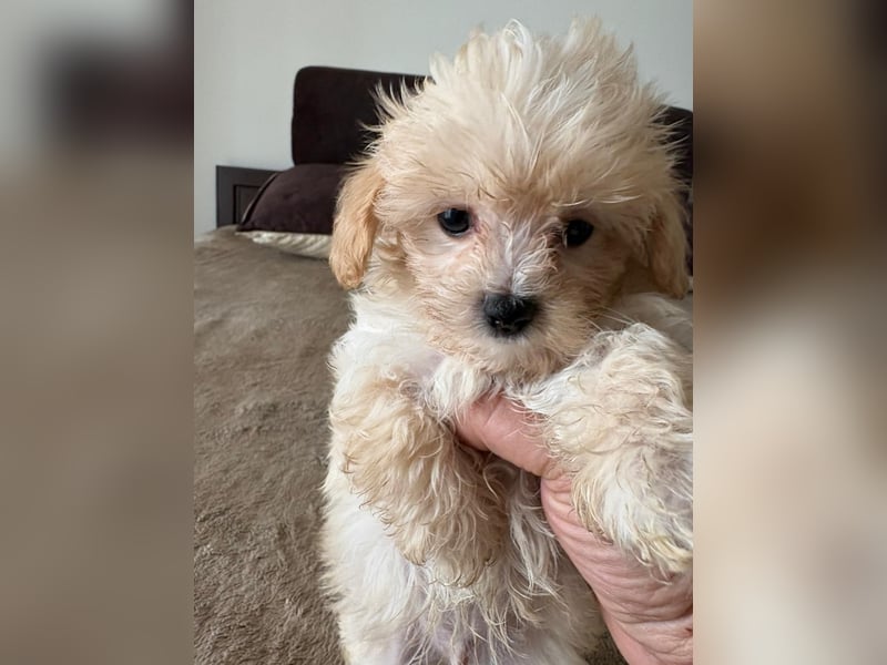 Maltipoo Mini-Welpen