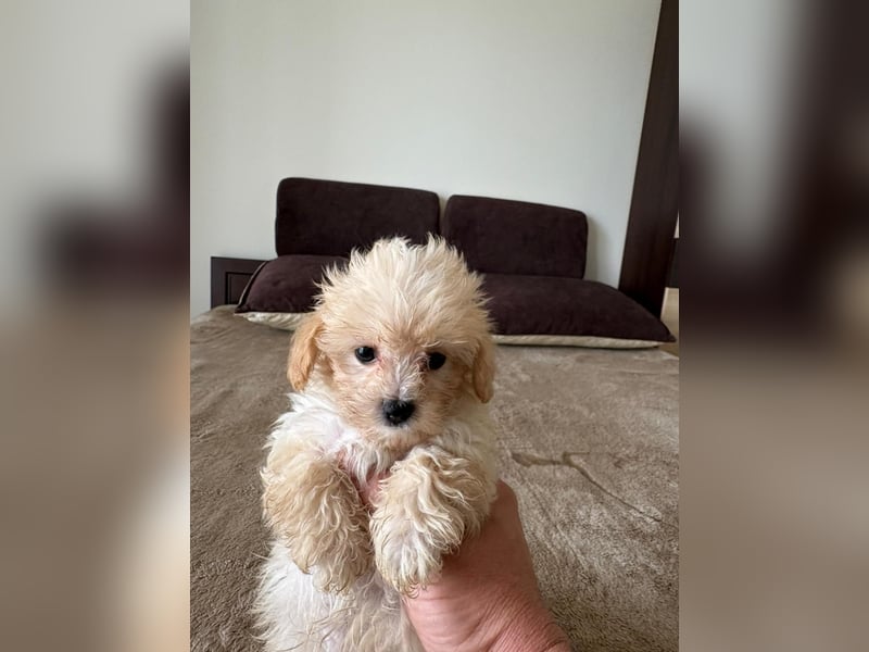 Maltipoo Mini-Welpen