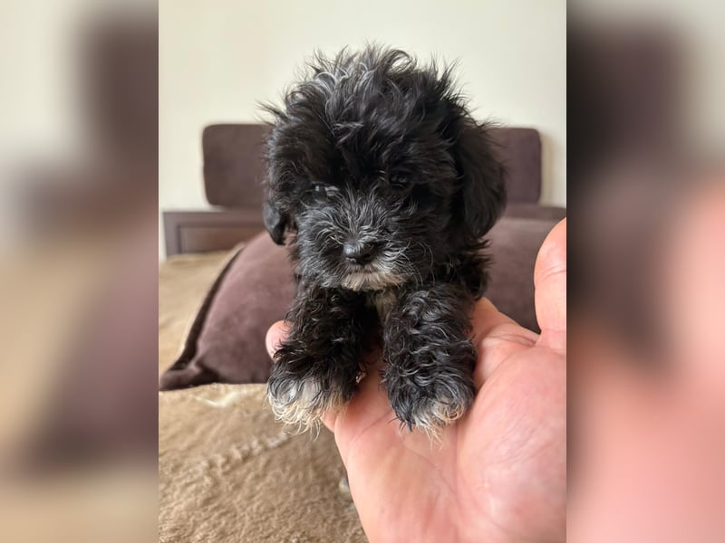 Maltipoo Mini-Welpen