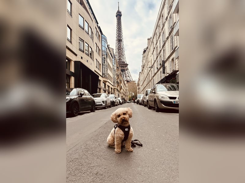 Deckrüde Apricot Zwergpudel Charly sucht eine Hündin