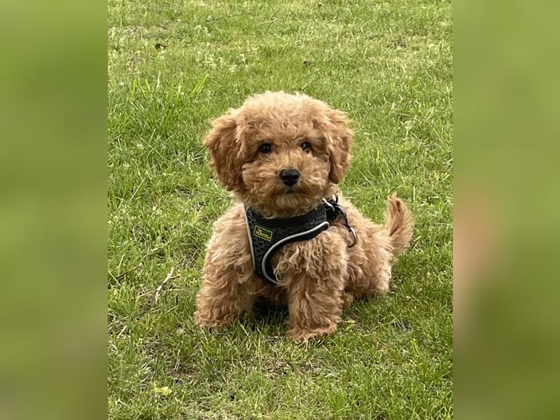 Deckrüde Apricot Zwergpudel Charly sucht eine Hündin