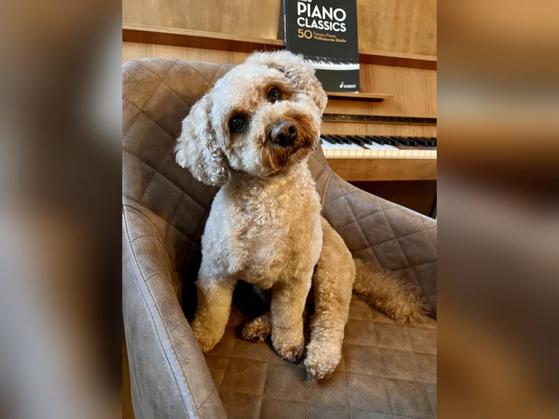 Deckrüde Apricot Zwergpudel Charly sucht eine Hündin