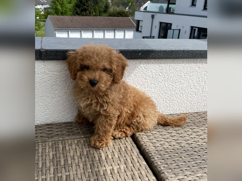 Deckrüde Apricot Zwergpudel Charly sucht eine Hündin