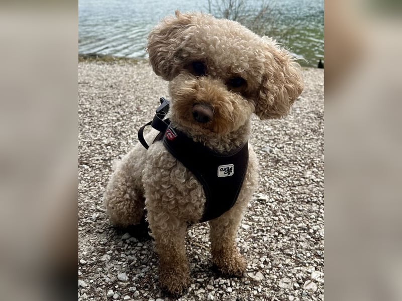 Deckrüde Apricot Zwergpudel Charly sucht eine Hündin