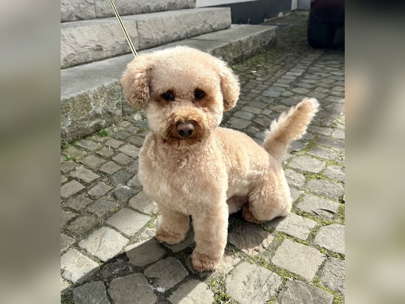 Deckrüde Apricot Zwergpudel Charly sucht eine Hündin