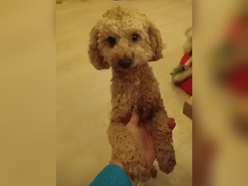 Pudel Deckrüde apricot black and tan Träger