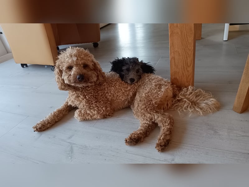 Pudel Deckrüde apricot black and tan Träger