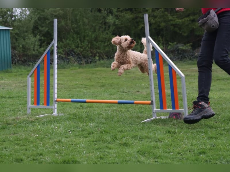 Pudel Deckrüde apricot black and tan Träger