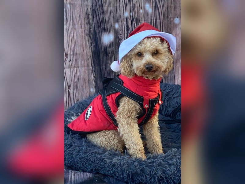 Pudel Deckrüde apricot black and tan Träger