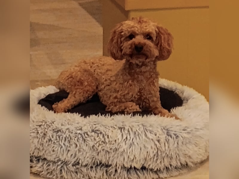 Pudel Deckrüde apricot black and tan Träger