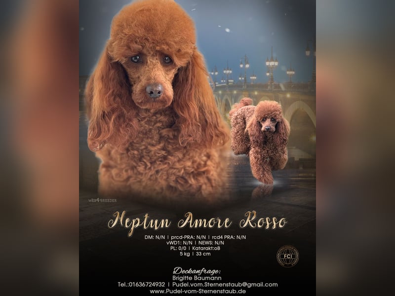 Zwergpudel Deckrüde FCI