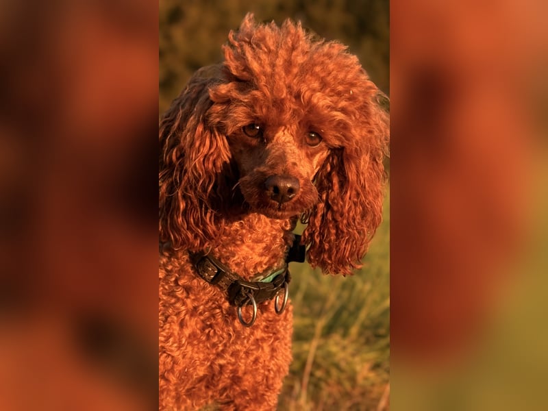 Zwergpudel Deckrüde FCI