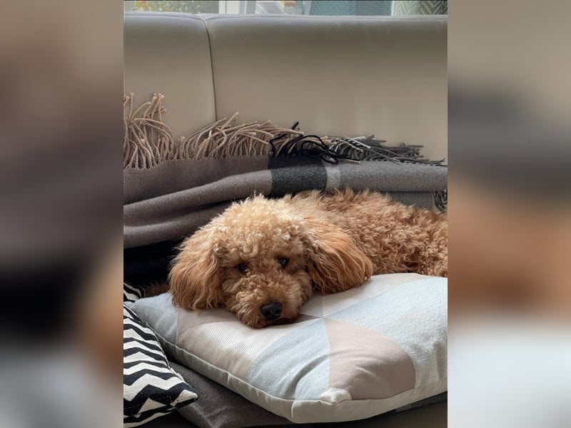 Apricot Fawn Zwergpudel Deckrüde Gentest Ahnentafel Patella frei, erfahren. Kein Verkauf!