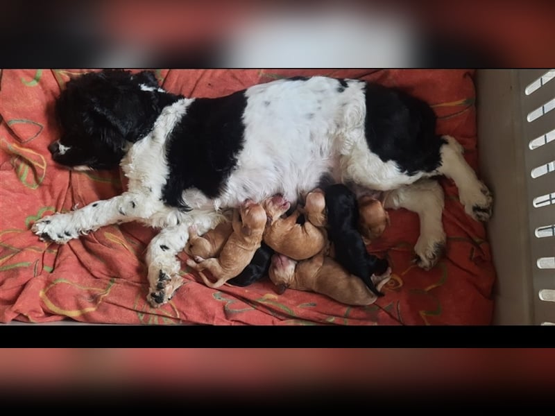 Apricot Fawn Zwergpudel Deckrüde Gentest Ahnentafel Patella frei, erfahren. Kein Verkauf!
