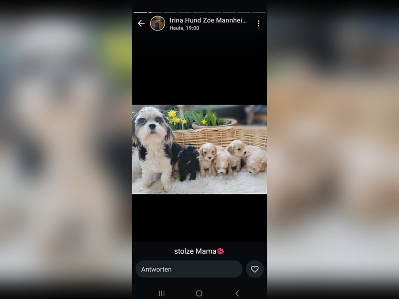 Apricot Fawn Zwergpudel Deckrüde Gentest Ahnentafel Patella frei, erfahren. Kein Verkauf!