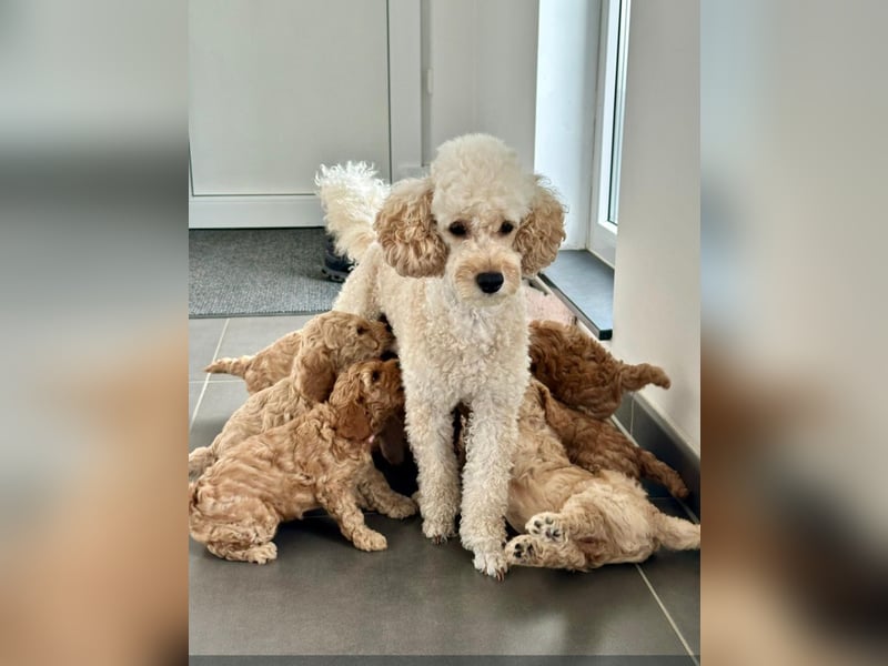 Apricot Fawn Zwergpudel Deckrüde Erfahren Ahnentafel Gentest Patella Katarakte frei, Zuchttauglich