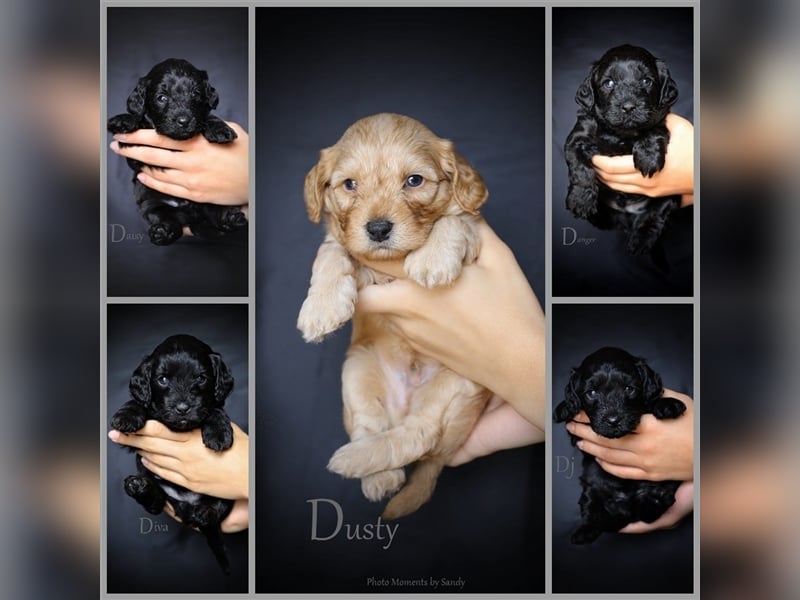 Apricot Fawn Zwergpudel Deckrüde Gentest Ahnentafel Patella frei, erfahren. Kein Verkauf!