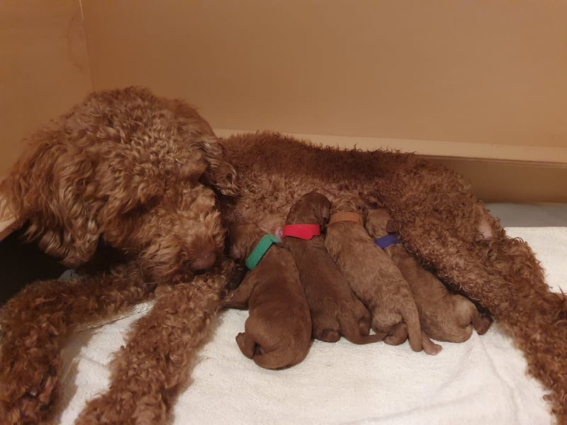 Apricot Fawn Zwergpudel Deckrüde Gentest Ahnentafel Patella frei, erfahren. Kein Verkauf!