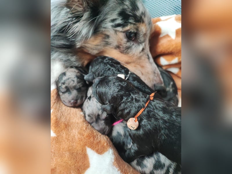 Apricot Fawn Zwergpudel Deckrüde Erfahren Ahnentafel Gentest Patella Katarakte frei, Zuchttauglich