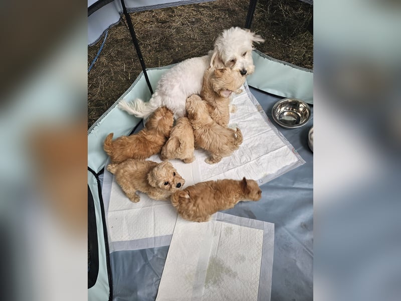 Apricot Fawn Zwergpudel Deckrüde Gentest Ahnentafel Patella frei, erfahren. Kein Verkauf!