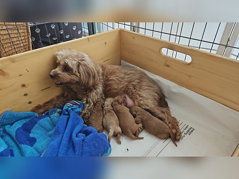 Apricot Fawn Zwergpudel Deckrüde Gentest Ahnentafel Patella frei, erfahren. Kein Verkauf!