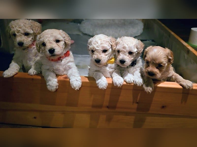 Apricot Fawn Zwergpudel Deckrüde Erfahren Ahnentafel Gentest Patella Katarakte frei, Zuchttauglich