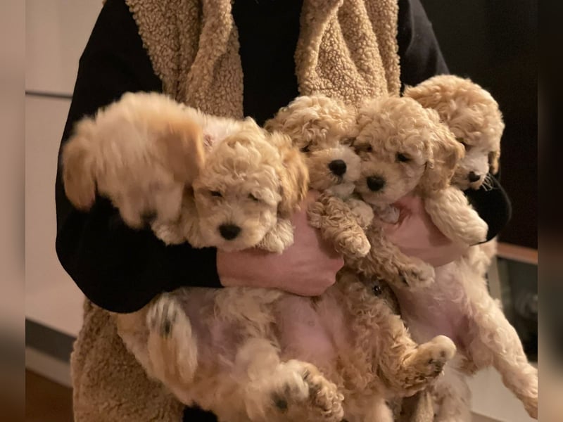 Apricot Fawn Zwergpudel Deckrüde Gentest Ahnentafel Patella frei, erfahren. Kein Verkauf!