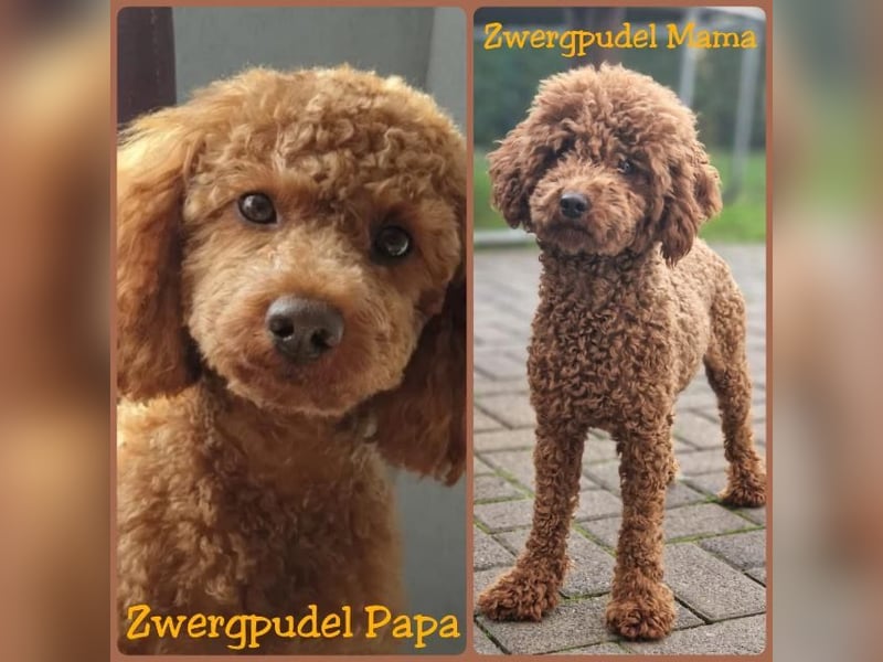 Zwergpudel Deckrüde