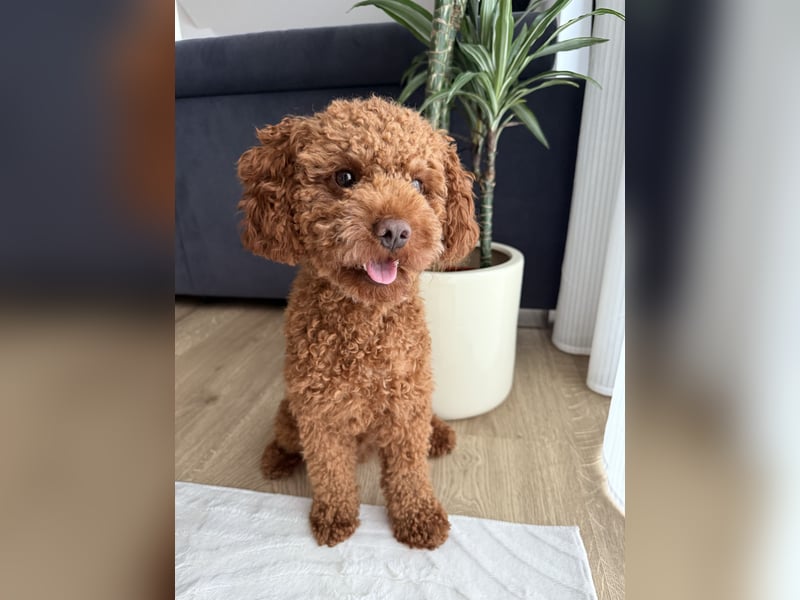 Zwergpudel Deckrüde