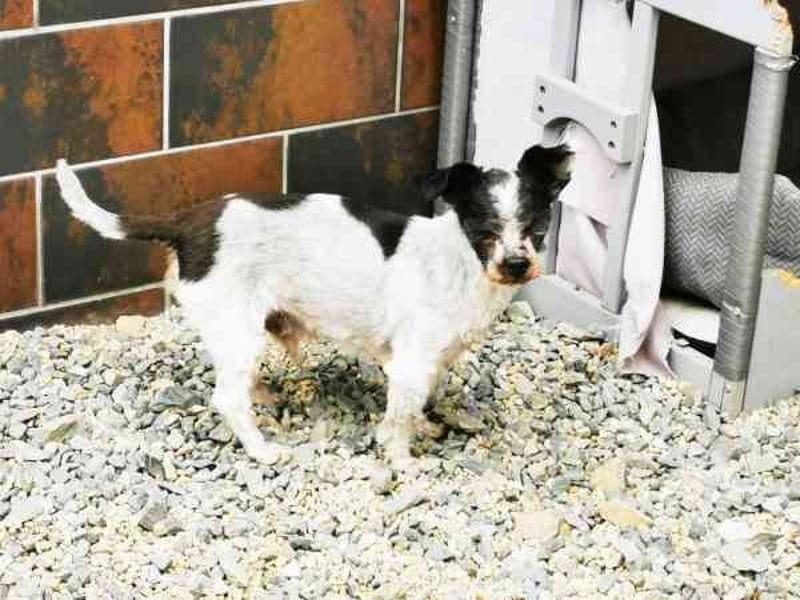 Andi, Zwergpudelmix, geb. 2015, kleiner, blinder Wuschelsenior