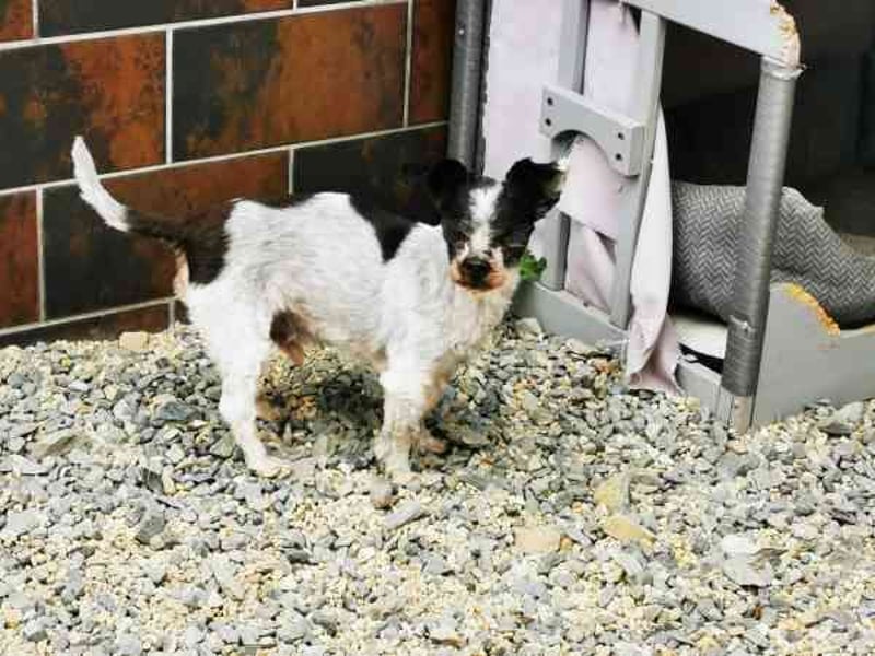 Andi, Zwergpudelmix, geb. 2015, kleiner, blinder Wuschelsenior