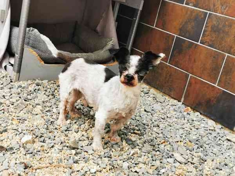 Andi, Zwergpudelmix, geb. 2015, kleiner, blinder Wuschelsenior