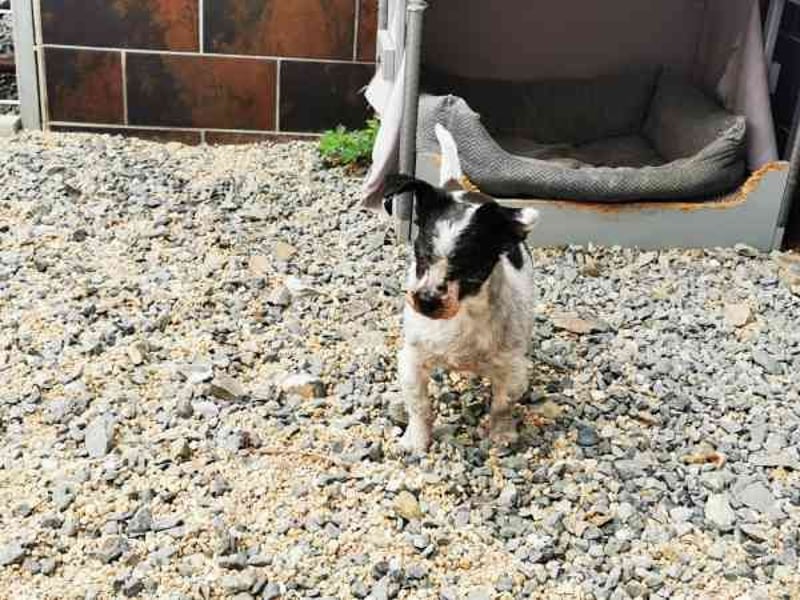 Andi, Zwergpudelmix, geb. 2015, kleiner, blinder Wuschelsenior