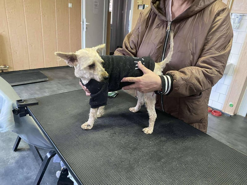 Bogyo, klein, schnuckelig und im besten Alter