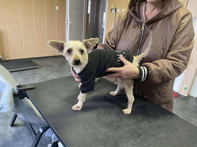 Bogyo, klein, schnuckelig und im besten Alter