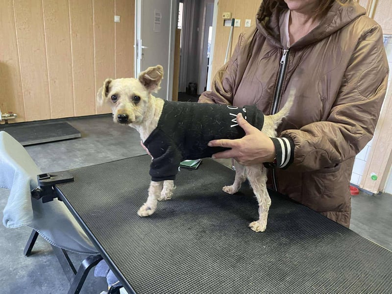 Bogyo, klein, schnuckelig und im besten Alter