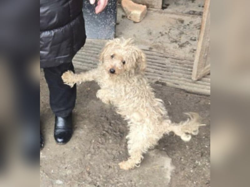 Bogyo, klein, schnuckelig und im besten Alter