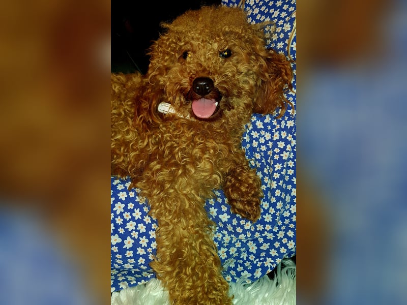 Zwergpudel Toypudel Deckrüde vererbt dunkelrot mit Papieren