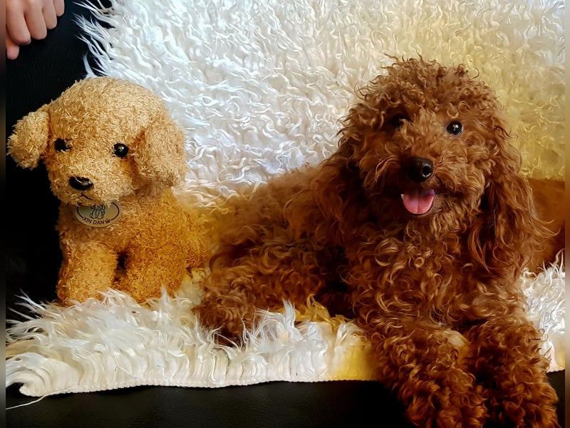 Zwergpudel Toypudel Deckrüde vererbt dunkelrot mit Papieren