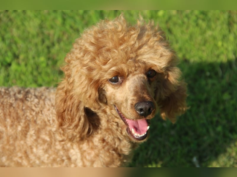 Zwergpudel Deckrüde rot