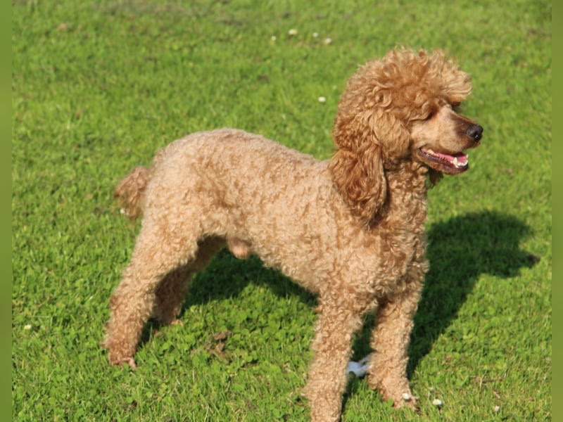 Zwergpudel Deckrüde rot